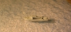 Schnellboot "MGB 50" (1 St.) GB 1944 Trident T 1018